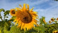 SUNFLOWER GARDEN SUNGAI BURUNG