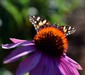 Sunflower Garden Yellow