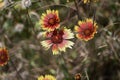 Sunflower Helianthus 3
