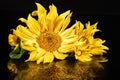 Sunflower On Glass