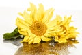 Sunflower On Glass