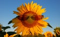 Sunflower with glasses against the blue sky.Summer morning