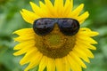 Sunflower with glasses Royalty Free Stock Photo