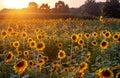 Sunflower glow during the golden hour Royalty Free Stock Photo