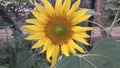 Sunflower, glowing flower, Sunlight, leaves, green plants