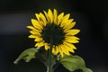Sunflower glowing in the sunlight