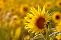 Sunflower in the golden light of the sun