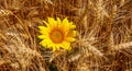 Sunflower & Grain, with the richness of the earth. Royalty Free Stock Photo