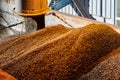 SUNFLOWER GRAINS ARE SUPPLIED BY A PIPE INTO THE ELEVATOR FOR DRYING, STORAGE