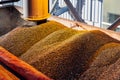 SUNFLOWER GRAINS ARE SUPPLIED BY A PIPE INTO THE ELEVATOR FOR STORAGE Royalty Free Stock Photo