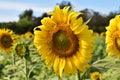 Yellow field of sunflowers. Blooming and Pollination. Agriculture industry of sunflower oil. Soil fertilization and abundant harve