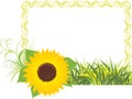 Sunflower with grass in the decorative frame Royalty Free Stock Photo