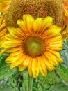 Sunflower Flower Plant