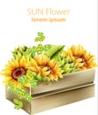 Sunflower and green artichoke in wooden box. Watercolor spring vectors