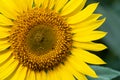 Sunflower with Green Bud Sunflower Blossom Royalty Free Stock Photo