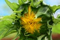Sunflower green bud