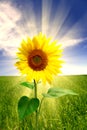 Sunflower Royalty Free Stock Photo