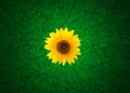 Sunflower on green grass meadow, top view, wide angle