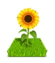 Sunflower in the green grass Royalty Free Stock Photo