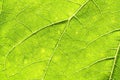 Sunflower green leaf rugged surface macro