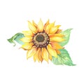 Sunflower with with green leaves. Helianthus izolated on white background. Watercolor yellow flower. Royalty Free Stock Photo