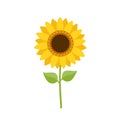 Sunflower with green leaves isolated on white background. Royalty Free Stock Photo