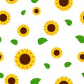 Sunflower with green leaves seamless pattern. Sunflowers on white background Royalty Free Stock Photo