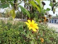 Sunflower with green leeves in the morning in a garden