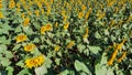 Sunflower green and yellow plant field background