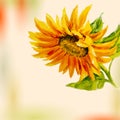 Sunflower. Greeting Card.