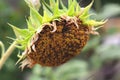 Sunflower growing in the garden. Close up of sunflower with ripe seeds on blurred nature background Royalty Free Stock Photo