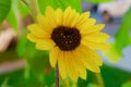 Heart shaped Sunflower