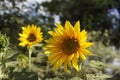 Sunflower growing and insects on its core sunny day Royalty Free Stock Photo