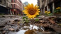 a sunflower growing in the middle of a puddle