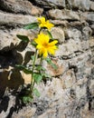 Sunflower growing in an old wall Royalty Free Stock Photo