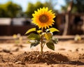 a sunflower growing out of the ground in a dirt field