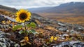 a sunflower growing out of a rocky area