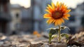 a sunflower growing out of rubble in front of a city