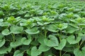 Sunflower grows on a farm field