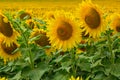 Sunflower grows on the field.