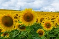 Sunflower grows on the field.