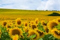 Sunflower grows on the field.