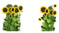 Sunflower grows in field. Frame with place for text. Harvest agricultural plant. Food product of sunflower oil. Farmer