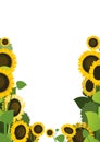 Sunflower grows field. Frame with place for text. Harvest agricultural plant. Food of sunflower oil production. Farmer