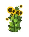 Sunflower grows in field. Harvest agricultural plant. Food product of sunflower oil. Farmer farm illustration. Rural
