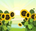 Sunflower grows in the field. Harvest agricultural plant. Food is a product of sunflower oil production. Farmer farm