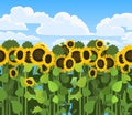 Sunflower grows in field. Harvest agricultural plant. Seamless pattern. Food is a product of sunflower oil production