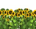 Sunflower grows in field. Seamless pattern. Harvest agricultural plant. Food product of sunflower oil product. Farmer
