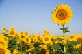 Sunflower grows in a field in Sunny weather.