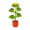 Sunflower grows in a flower pot. Vector illustration of cartoon yellow flower.